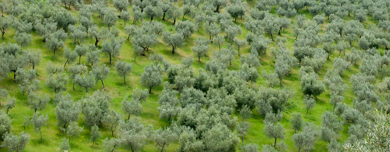 Tempi dell'Olivo