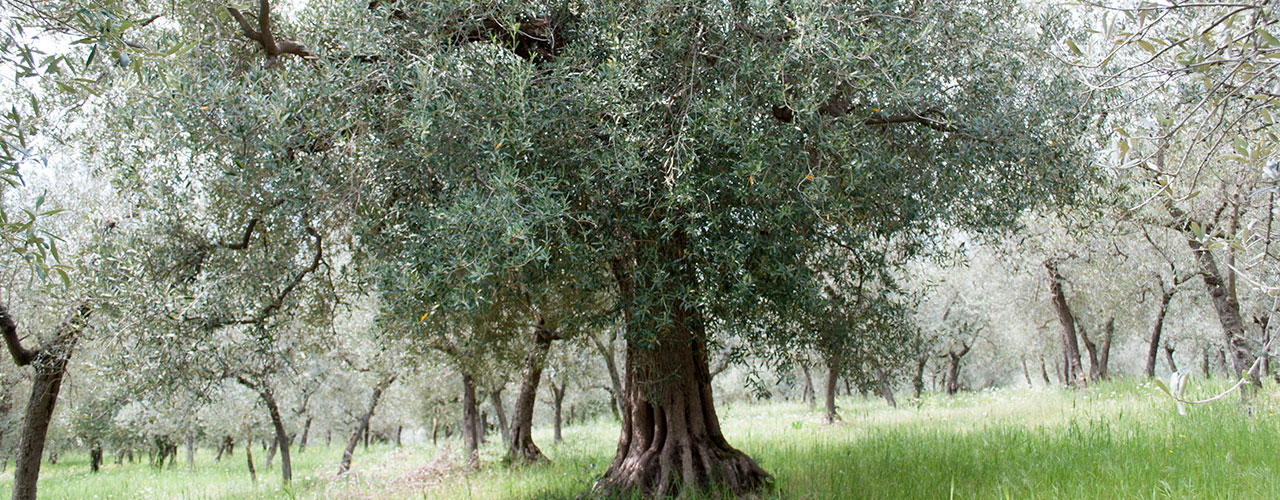 Rintracciabilità